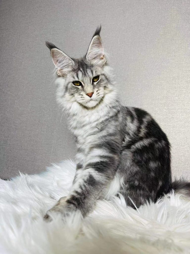 月饼团 – 团子家的缅因猫