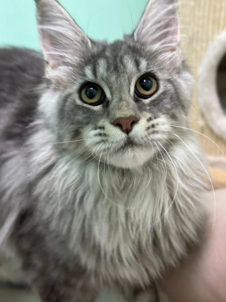 月饼团 – 团子家的缅因猫