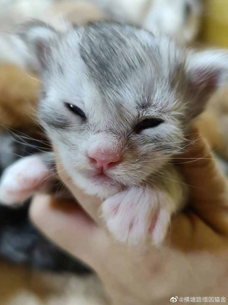 月团 – 团子家的缅因猫