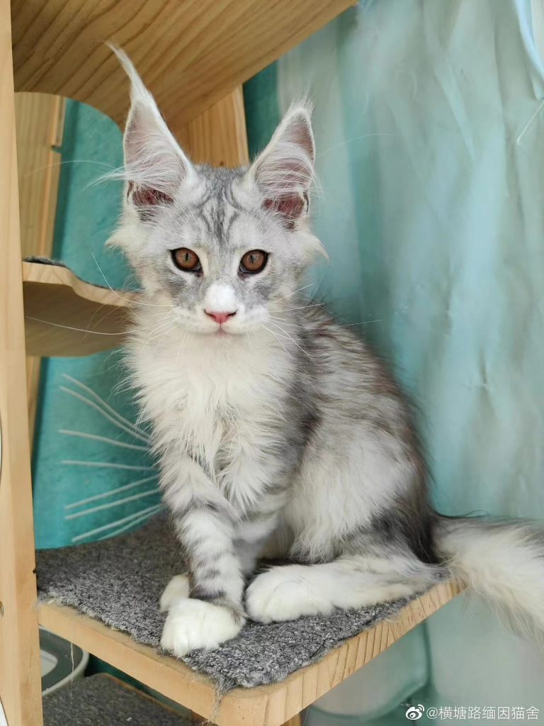月团 – 团子家的缅因猫