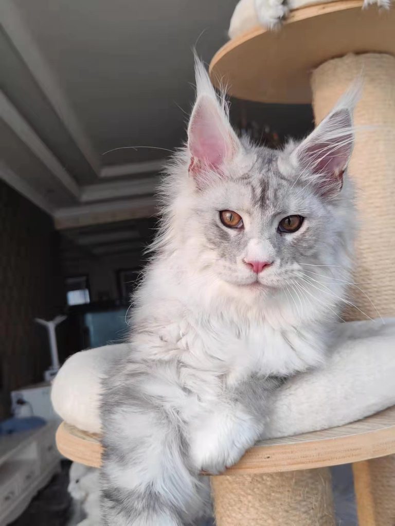 月团 – 团子家的缅因猫