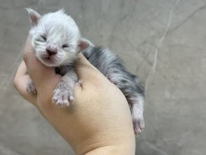 _20251023225706_67_1091