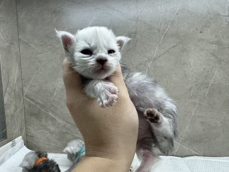 _20251023225707_68_1091