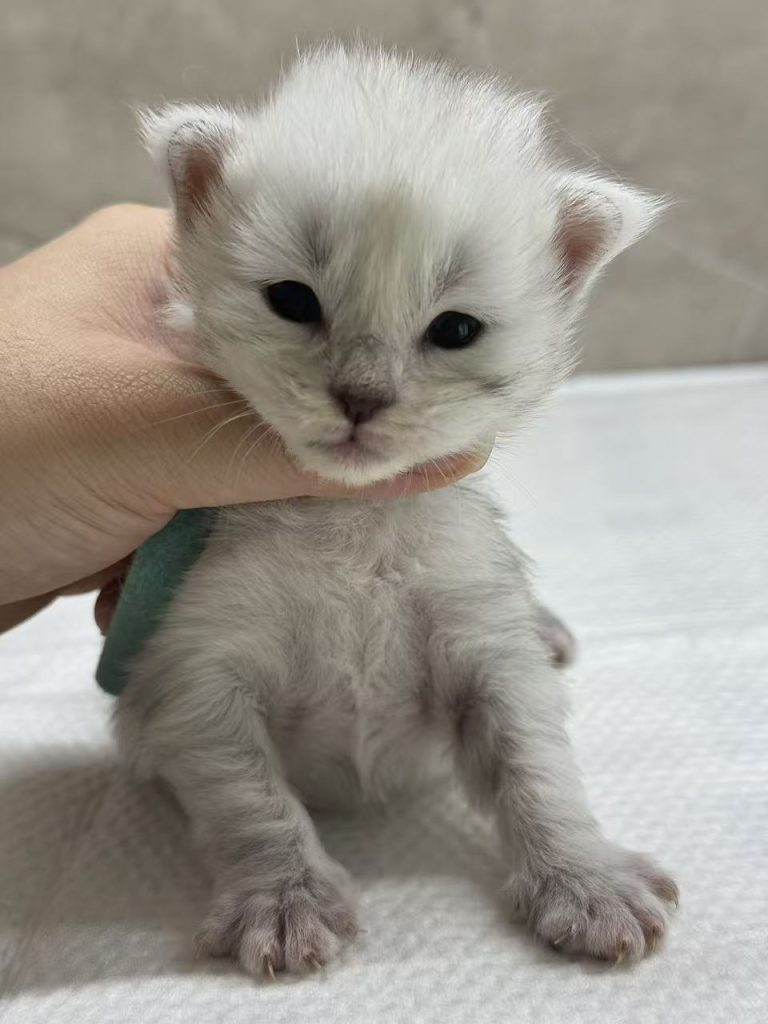 _20251023225709_69_1091