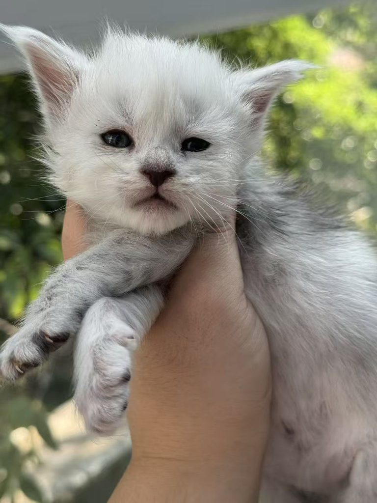 _20251023225711_70_1091