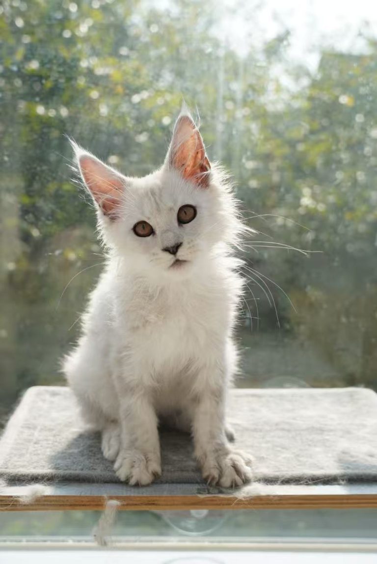 _20251023225716_74_1091