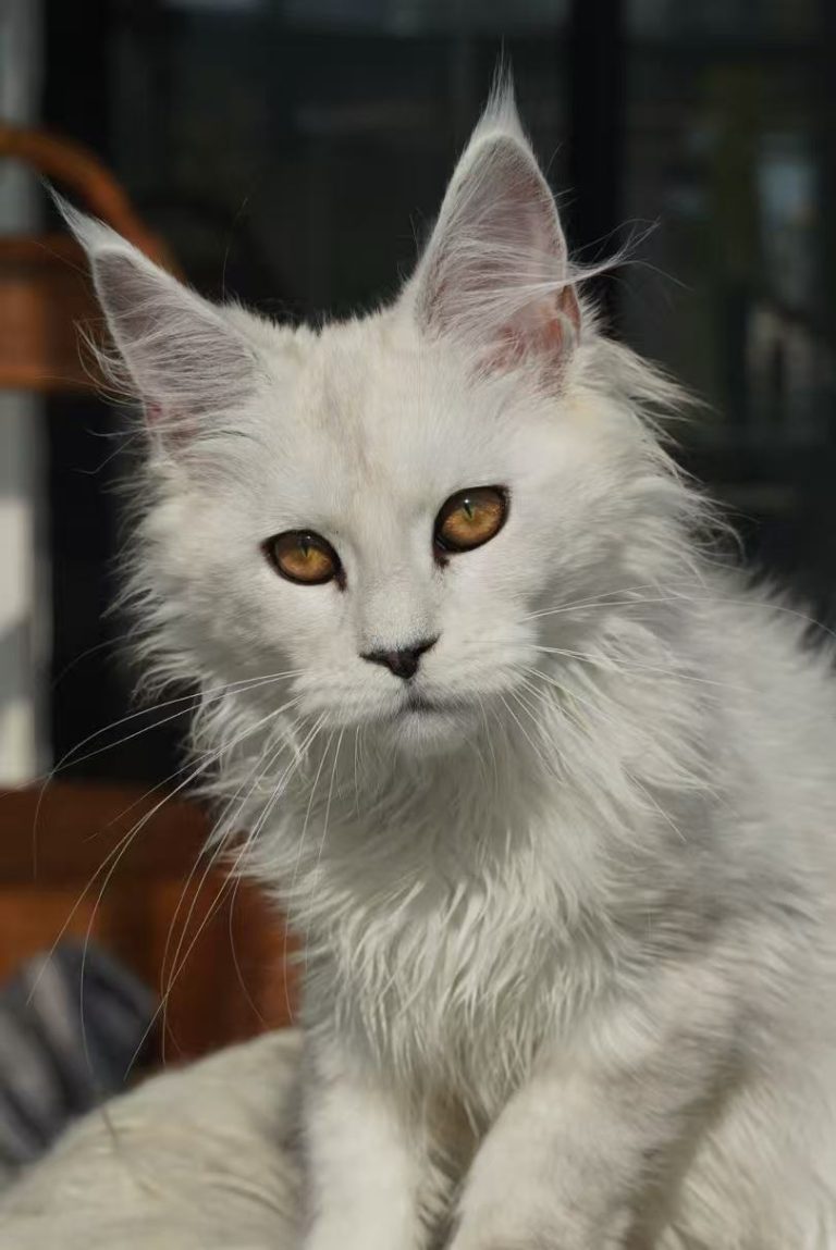 _20251023225717_75_1091