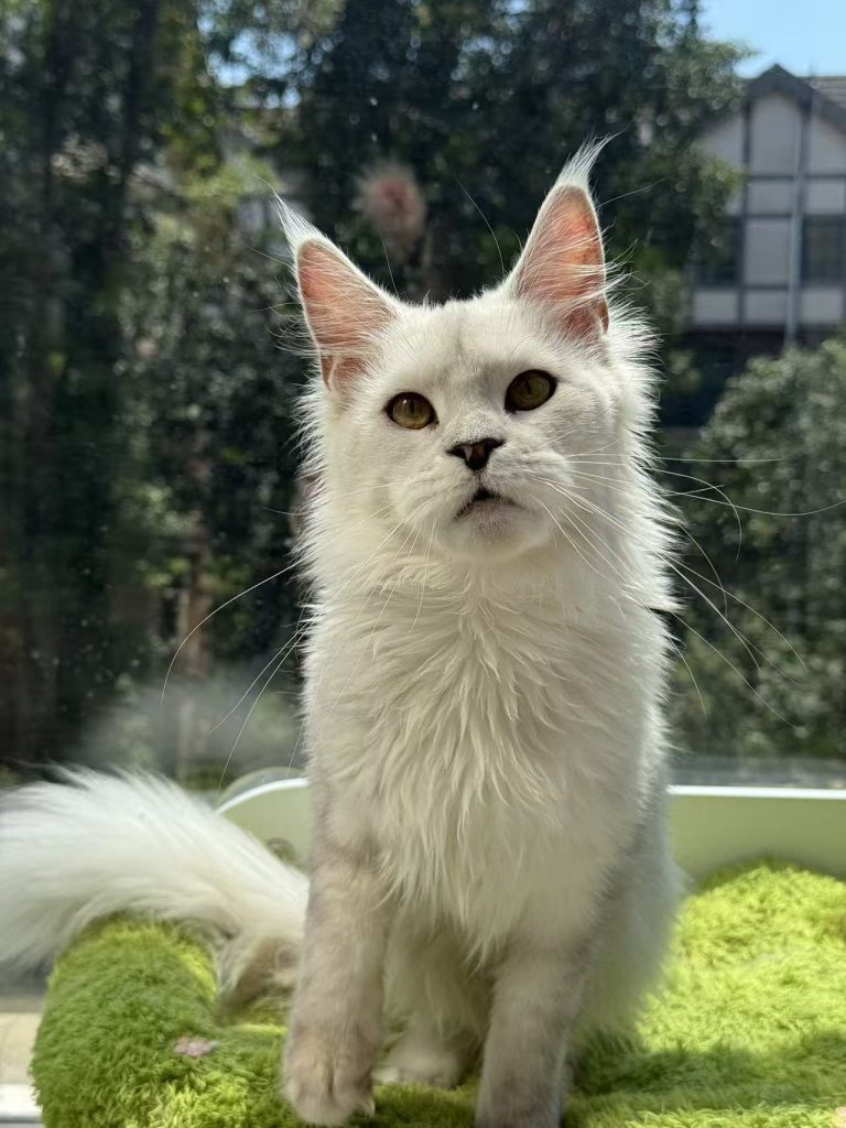 _20251023225719_76_1091