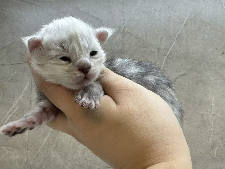 _20251023232445_77_1091