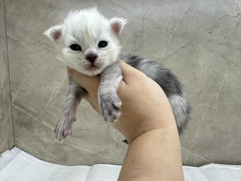 _20251023232449_78_1091