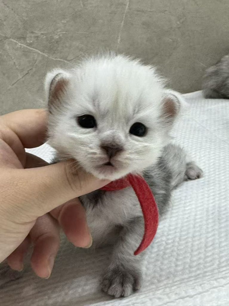 _20251023232452_79_1091