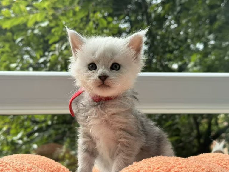 _20251023232459_81_1091