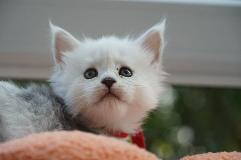 _20251023232514_82_1091