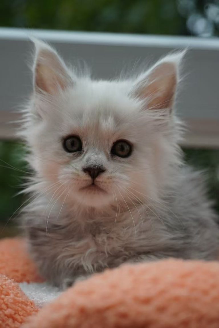 _20251023232515_83_1091