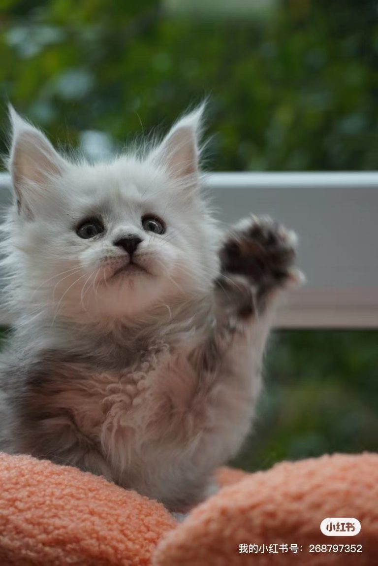 _20251023232516_84_1091