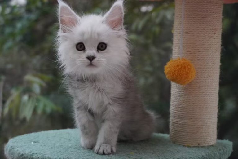 _20251023232517_85_1091