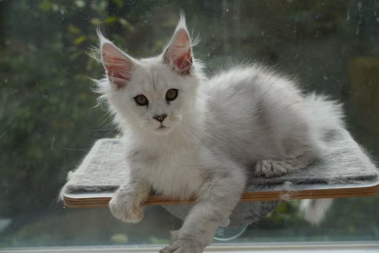 _20251023232845_87_1091